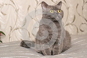 Pedigree cat of the British Scottish breed of gray ash color sitting on the side on blanket