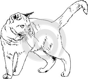 Pedigree cat drawn in ink by hand