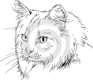 Pedigree cat drawn in ink by hand
