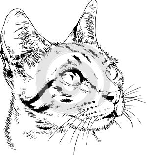 Pedigree cat drawn in ink by hand