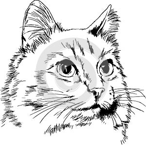 pedigree cat drawn in ink by hand