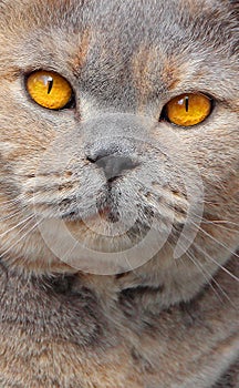 Pedigree cat eyes