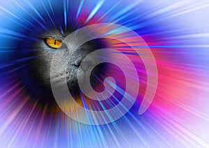 Pedigree cat face eye space vortex background colours