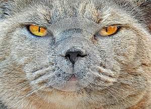 Pedigree cat mean looking face