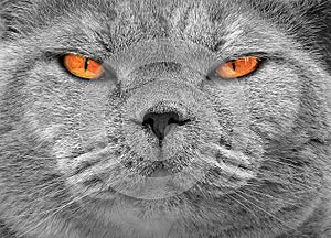 Pedigree cat with the orange eyes