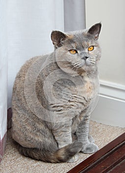 Pedigree cat pose
