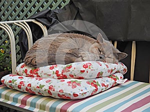 Pedigree cat sleeping on two cushions comfort