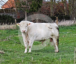 Pedigree Charolais Bull in a field photo