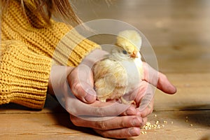 Pedigree chickens. Happy child girl holding chicken in her hands. Communication of child with animals, animal therapy