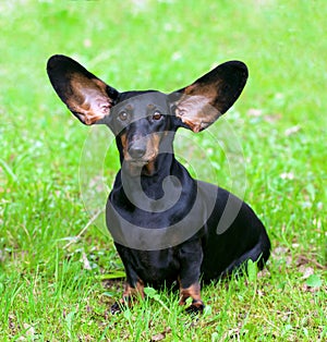 Pedigree dachshund