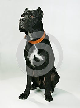 Pedigree dog photo