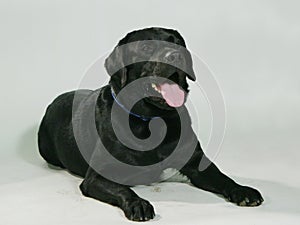 Pedigree dog photo