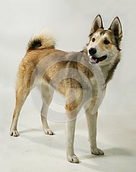 A pedigree dog