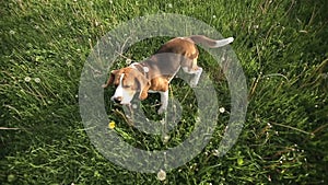 Pedigree dog Beagle playing with videograph camera. Dog runs at the camera