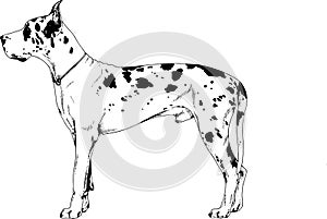 Pedigree dog drawn in ink by hand on a white background