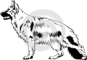 Pedigree dog drawn in ink by hand on a white background, logo