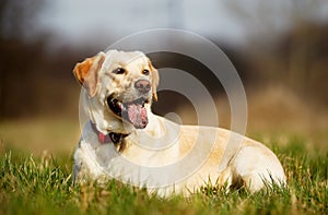 Pedigree dog on grass