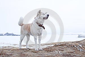 Pedigree dog Japanese Akita Inu stands on a mountain in the middle of Lake Baikal in the winter.