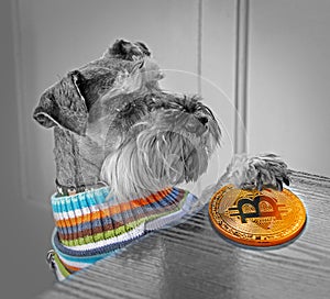 Pedigree dog paying by bitcoin cryptocurrency