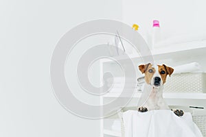Pedigree dog poses inside of white basket in laundry room, shelves with clean neatly folded towels and detergents, copy space