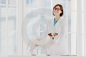 Pedigree dog russell terrier examined and consulted by veterinarian, pose near examination table in vet clinic, going to have