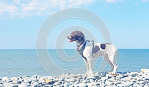 Pedigree dog on vacation at the beach on a nice hot day