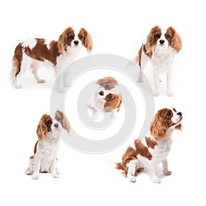 Pedigree dogs collage. Cavalier King Charles Spaniel in studio on white background - isolate with shadow photo