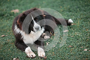 Pedigree dogs Shepherd lying on a soft green grass.