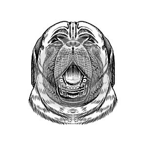 Pedigree English Mastiff. Domestic dog. Animal in vintage style. Retro vector illustration. Doodle style. Hand drawn