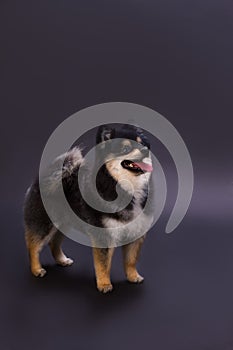 Pedigree fluffy dog, studio shot.