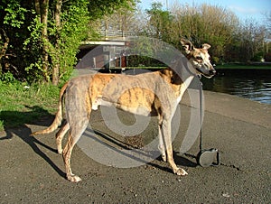 A pedigree greyhound