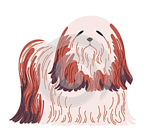 Pedigree Hairy dog breed Lhasa apso Vector