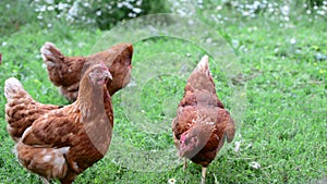 Pedigree Hens eating grass in nature