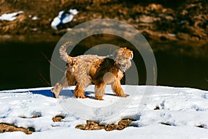 Pedigree irish soft coated wheaten terrier dog walking on snow in park, outside pet activity and training