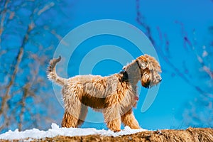 Pedigree irish soft coated wheaten terrier dog walking on snow in park, winter time outside pet activity