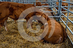 Pedigree Limousin bulls and cows in a farm, agriculture, cattle farming and housing, livestock