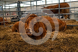 Pedigree Limousin bulls farm, agriculture, cattle farming and housing, livestock