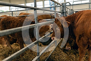 Pedigree Limousin bulls farm, cattle farming and housing, livestock breeding, agriculture