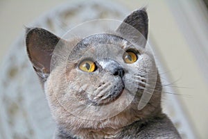 Pedigree luxury cat pose expression face eyes cute pretty bumpkin muffin blue cream british shorthair cats pussycats pussycat puss