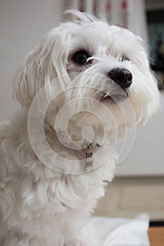 Pedigree maltese dog portrait