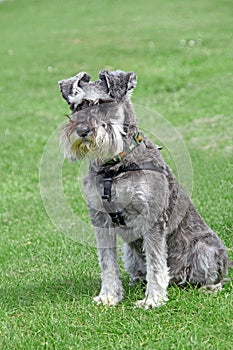 Pedigree miniature schnauzer dog pose