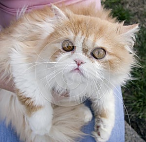 Pedigree persian cream cat outdoors