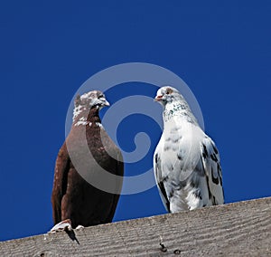 Pedigree pigeon20 photo