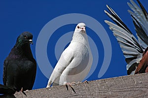Pedigree pigeons10