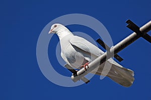 Pedigree pigeons53 photo