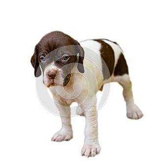 Pedigree Pointer dog puppy