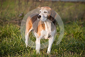 Pedigree proficient foxhound beagle on meadow