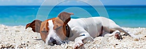 Pedigree puppy relaxing on sandy tropical beach during summer vacation with ocean shore background