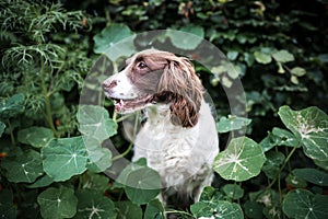 Pedigree pure breed young Springer Spaniel gun dog sat hiding in the middle of a hedge plant with head poking through bush excited