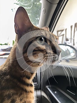 Pedigree, purebred Bengal cat, championship medalist with pedigree travels in the front seat.